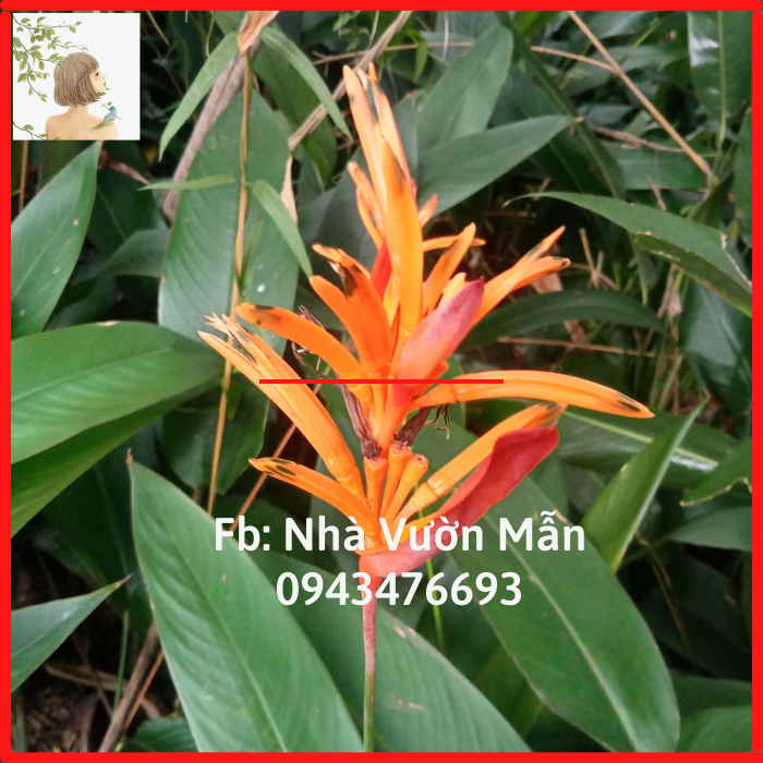 Cây Hoa Chuối Mỏ Két