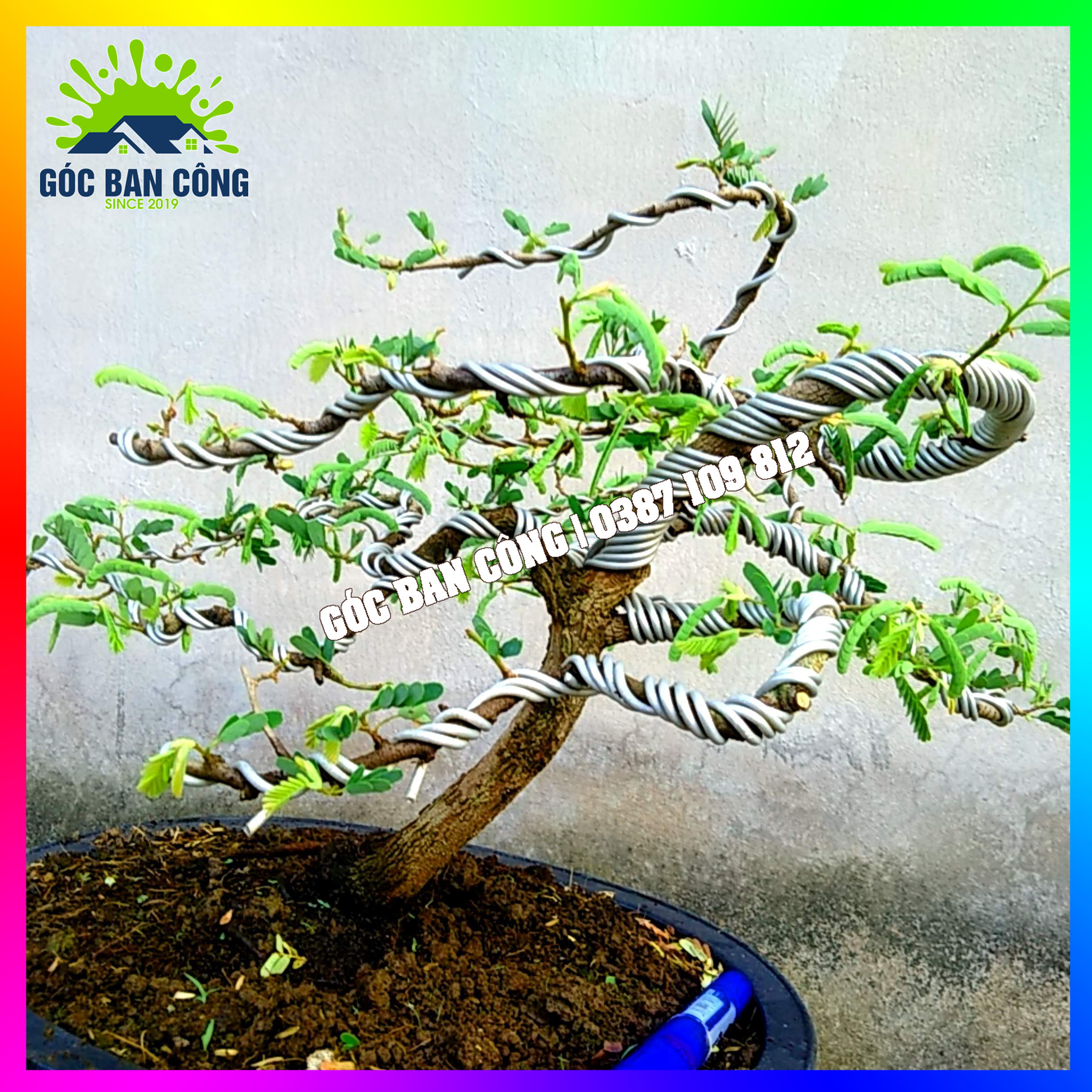 Cây Me Bonsai Mini Dáng Bạt Phong Gió Lùa