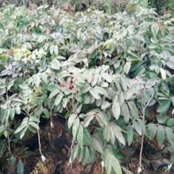 CÂY GIỐNG NHÃN TÍM