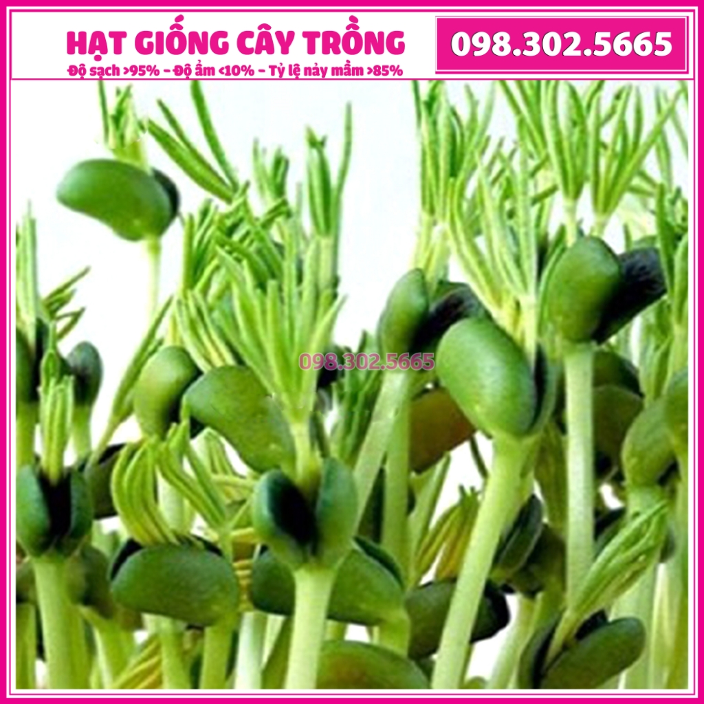 1kg Hạt giống rau mầm đậu hà lan - hạt loại 1 thu hoạch sau 7 ngày