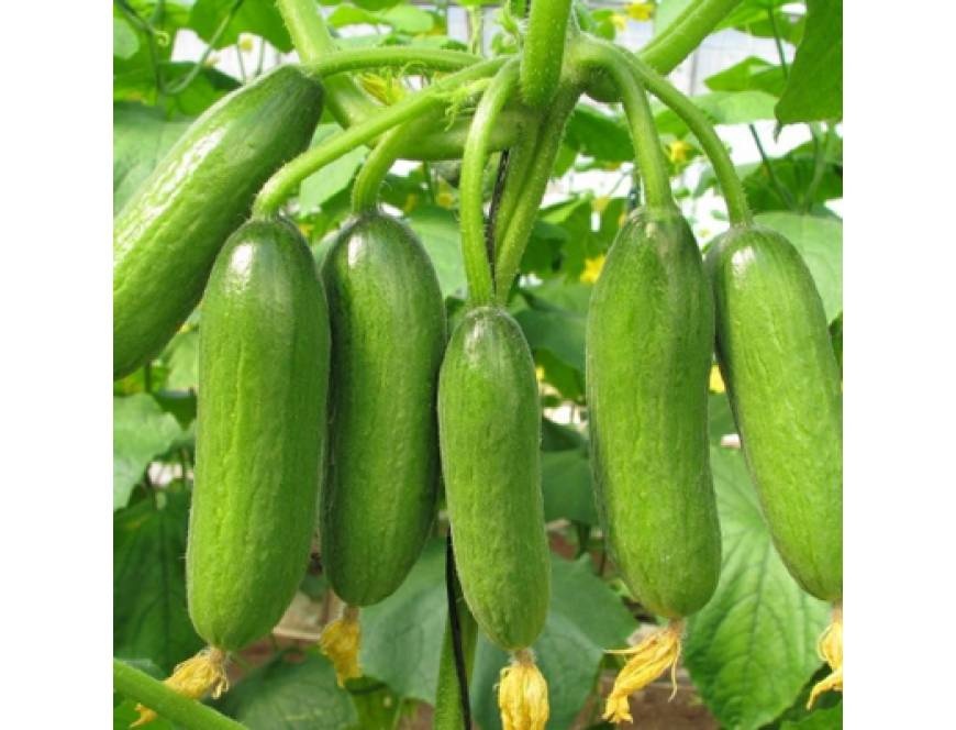 Hạt giống Dưa chuột tí Hon Kèm quà tặng và hướng dẫn ươm trồng