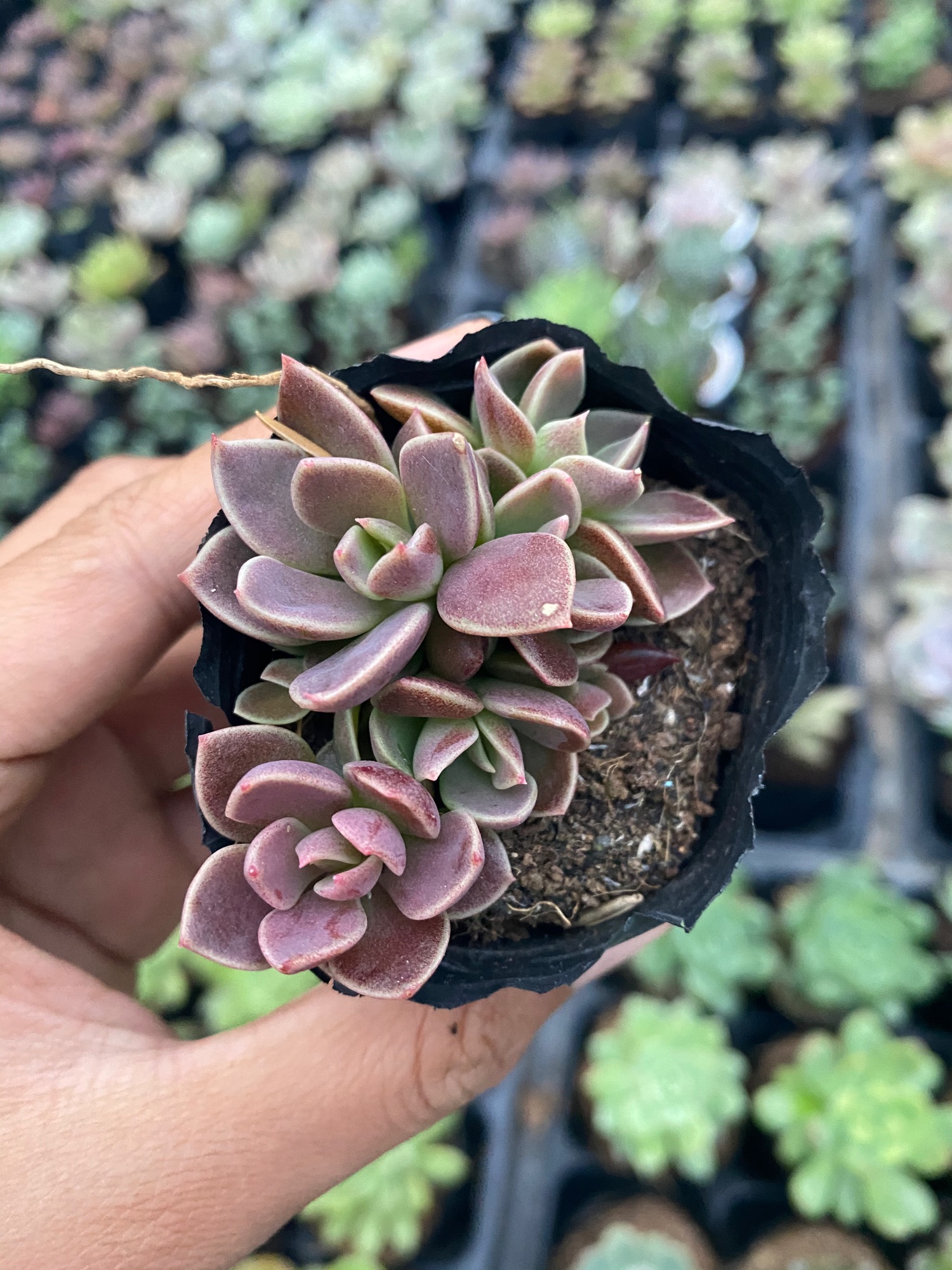 SEN ĐÁ PHẬT BÀ 4-6CM