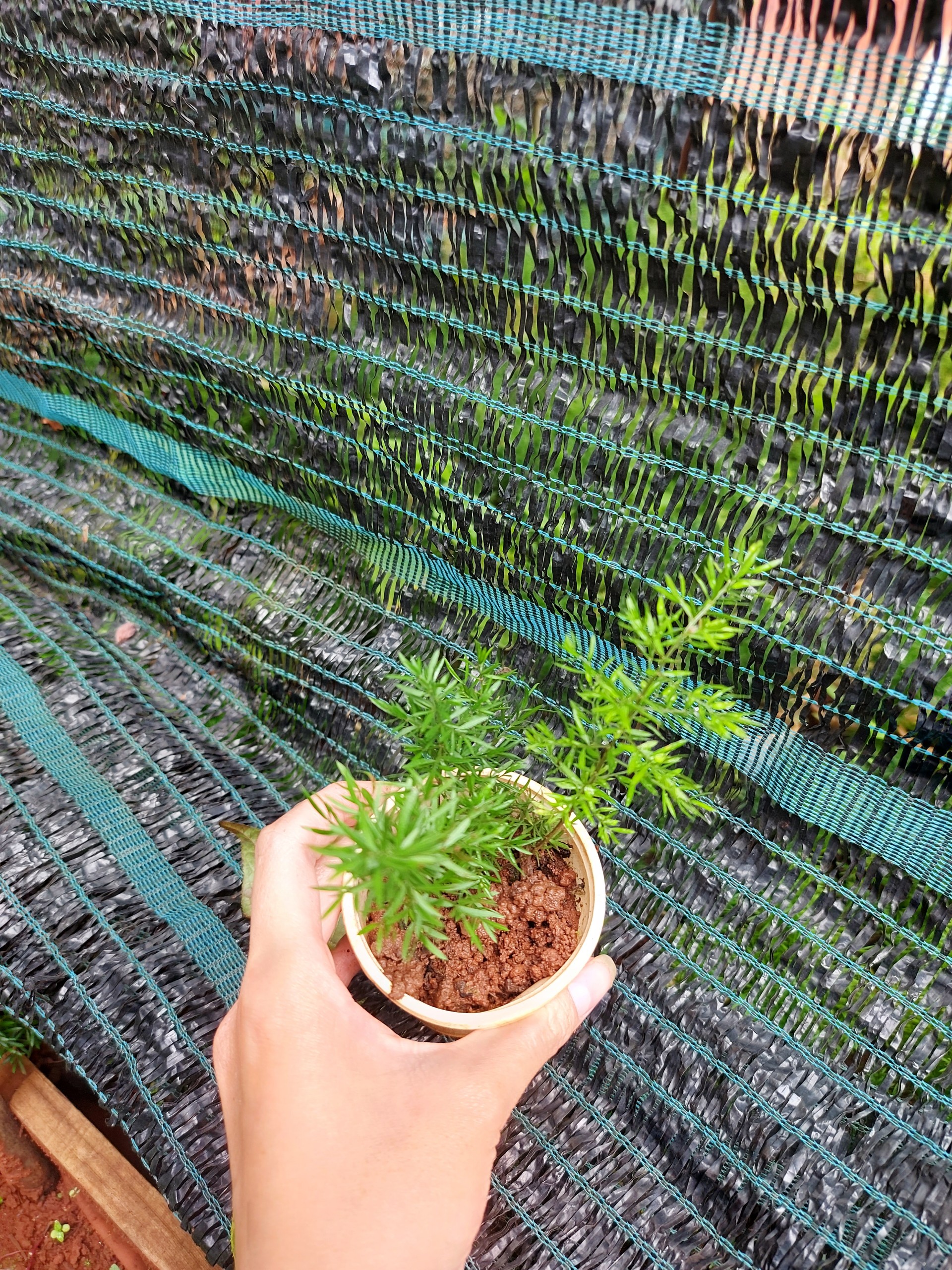 Tùng đuôi chồn mini. chậu trung