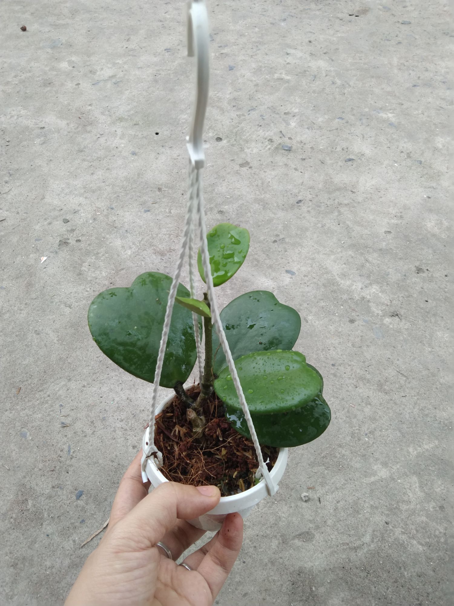Cẩm cù lá trái tim cây giống