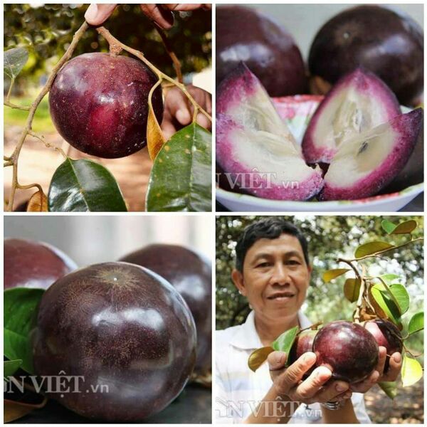 Giống vú sữa tím