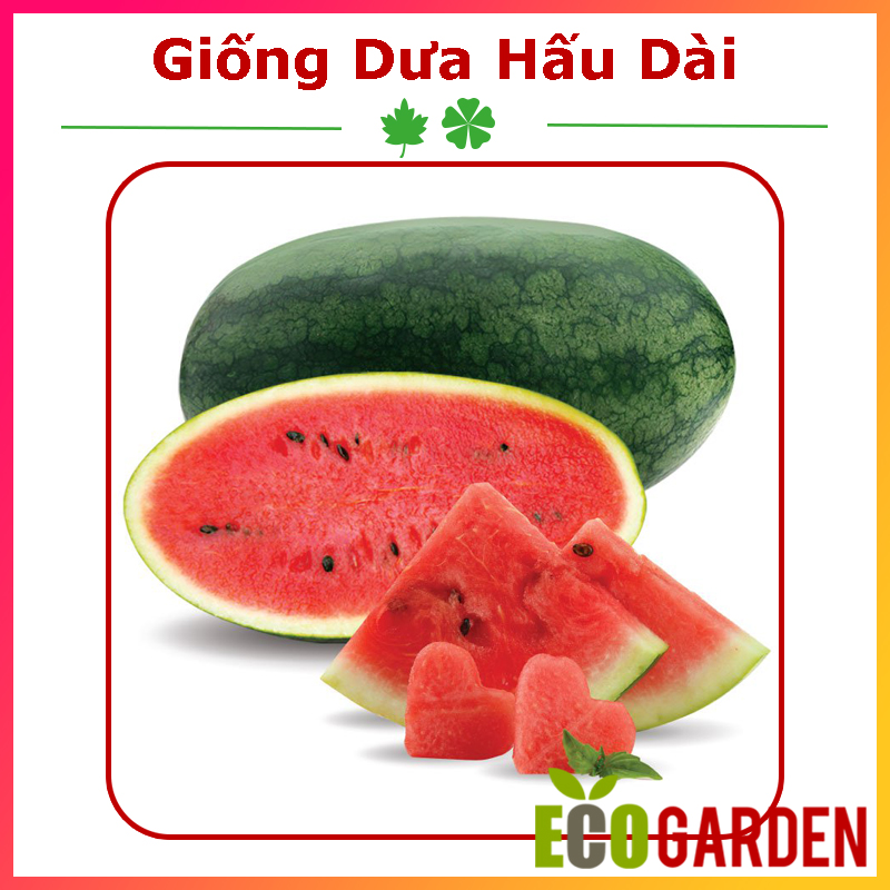 Hạt giống dưa hấu trái dài