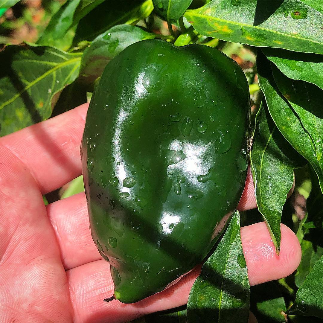 Hạt giống ớt ngọt Ancho