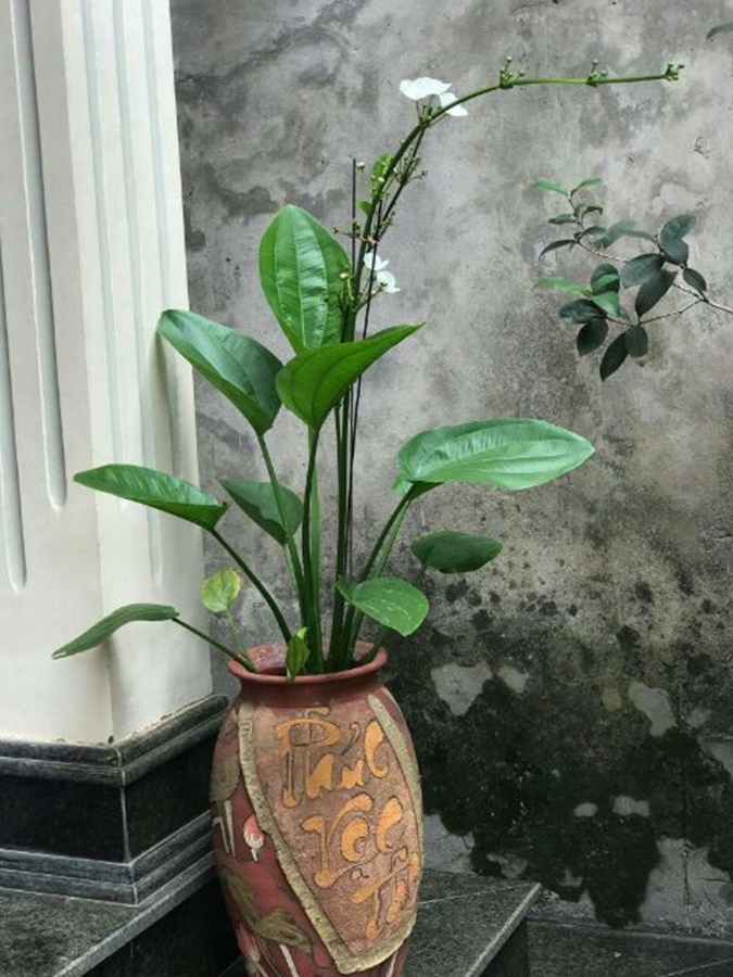 Bách thuỷ tiên  mang đến may mắn thịnh vượng (cây trưởng thành)