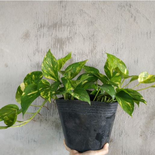 [Cây phong thủy] Trầu bà - CayGiongTot