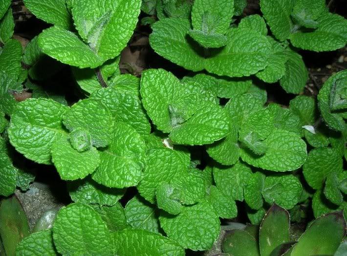 Hạt giống cây Bạc Hà châu âu - 1 gói 100 hạt