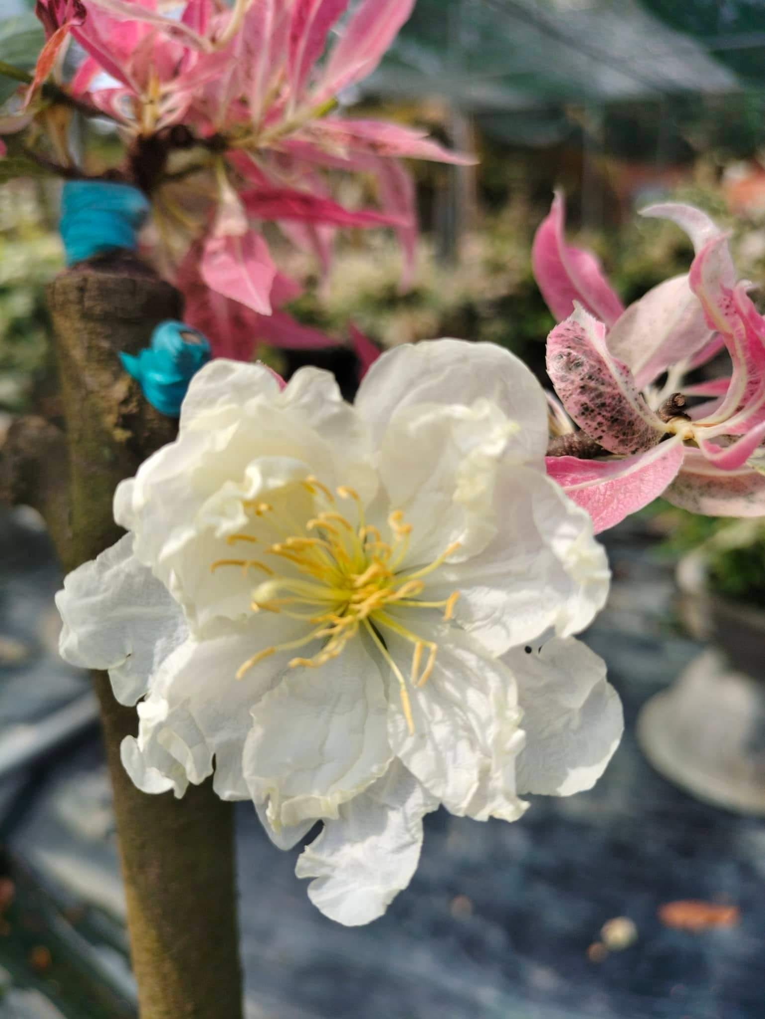 Cây bạch mai đọt đỏ - bonsai gốc ghép đẹp