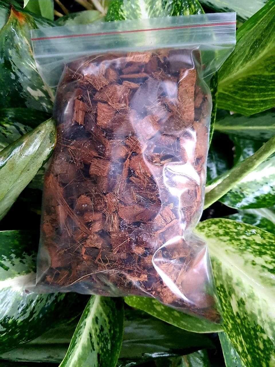 [HCM]Dừa viên nhỏ dùng trồng cây kiểng lá