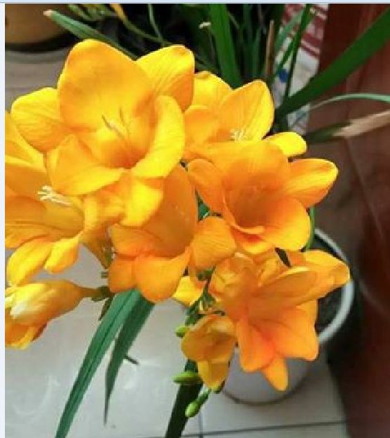Củ giống hoa lan nam phi hoa màu vàng - 1 củ