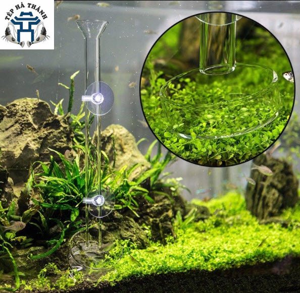 Bộ ống 20cm và chén cho tép ăn- Dụng cho cho tép ăn bằng thủy tinh- Phụ kiện bể cá cảnh thủy sinh tép cảnh