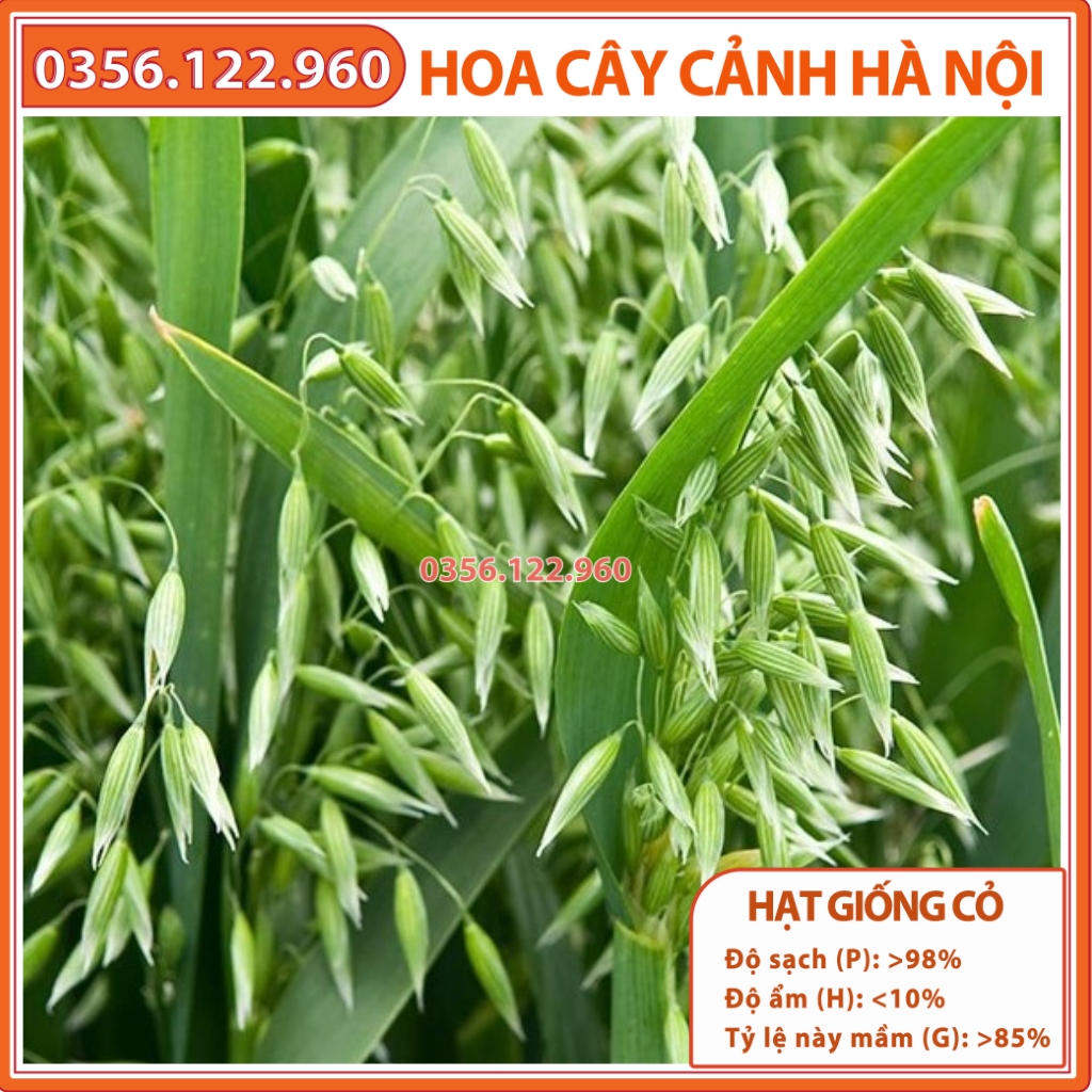 Hạt giống cỏ yến mạch (cỏ lúa mỳ, cỏ mèo) - cỏ chịu lạnh , chịu sương muối trồng trong chăn nuôi gói 100g