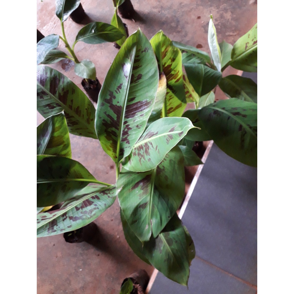 CÂY GIỐNG CHUỐI LABA [ giống cấy mô cho quả sớm ].