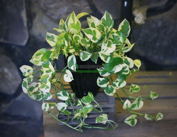 Chậu Cây Trầu Bà cẩm thạch - trầu bà sữa - Australian native monstera