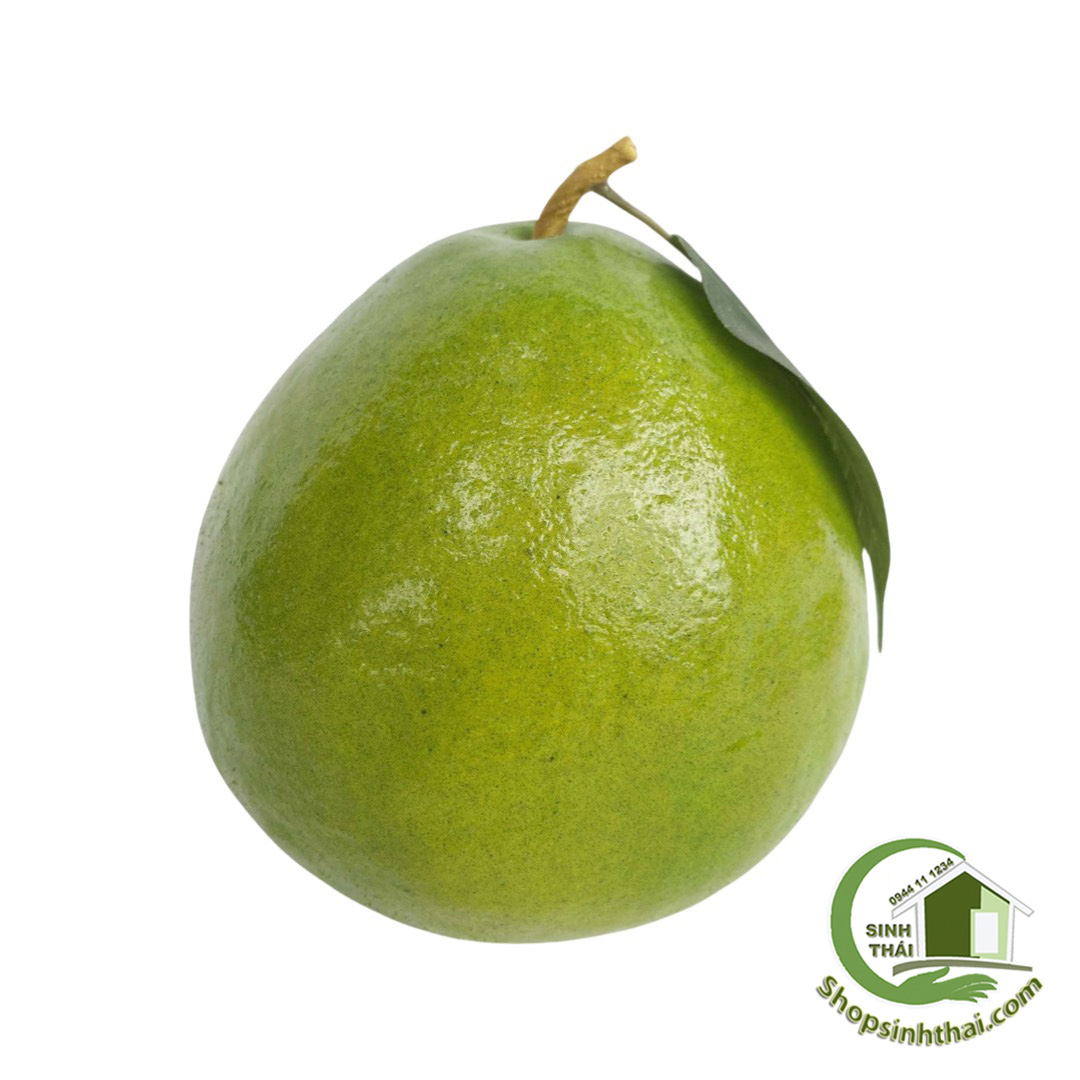 Trái bưởi da xanh - quả bưởi giả màu xanh - trái cây giả cao cấp
