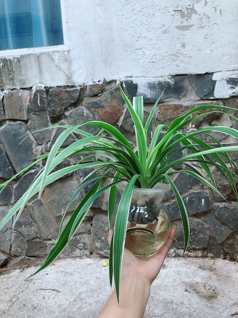 [HCM]Chậu Cây Dây Nhện Thuỷ Sinh
