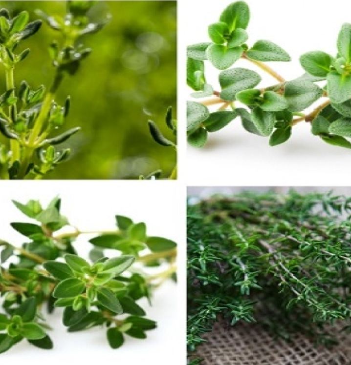 "Gói 100 Hạt " Hạt giống cỏ xạ hương (Thyme)