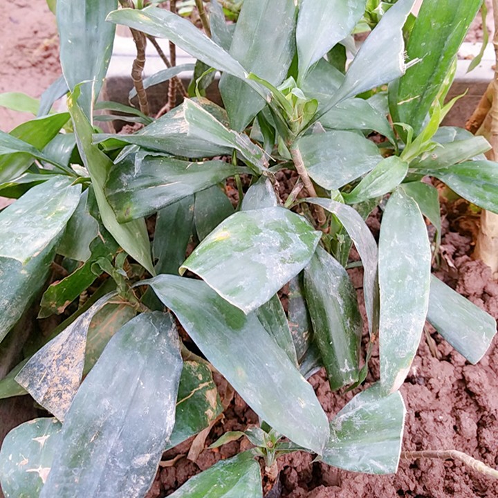 Sâm cau đỏ - Giá trị cao