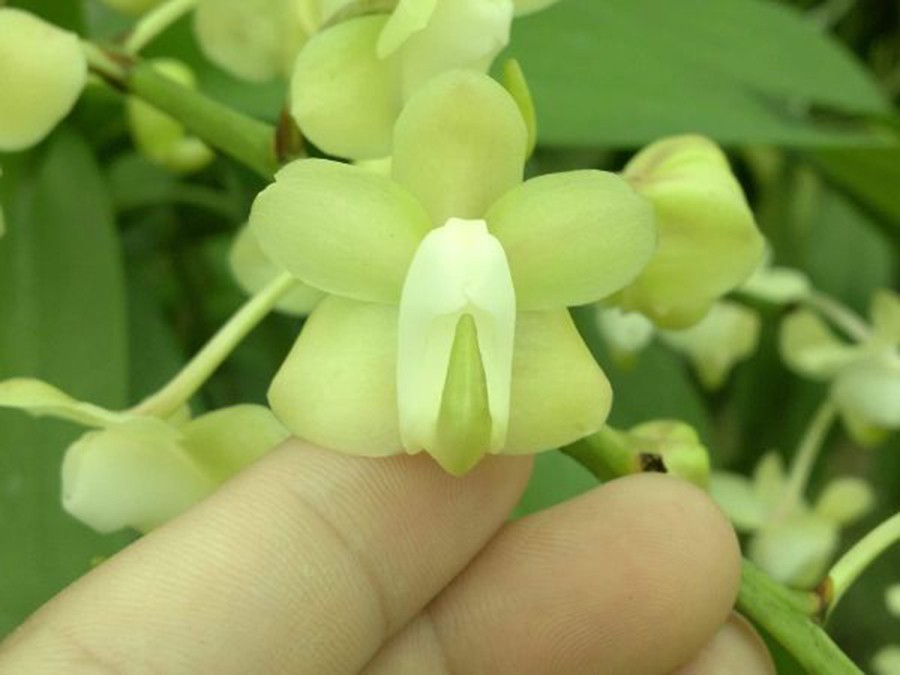 Combo 3 cây hoa phong lan - quế tháng 8 hòa bình - quế tháng 8 hòa bình