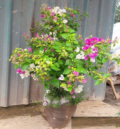 CÂY HOA GIẤY (ĐỦ MÀU) - CHẬU TO HOA SIÊU ĐẸP GIÁ RẺ