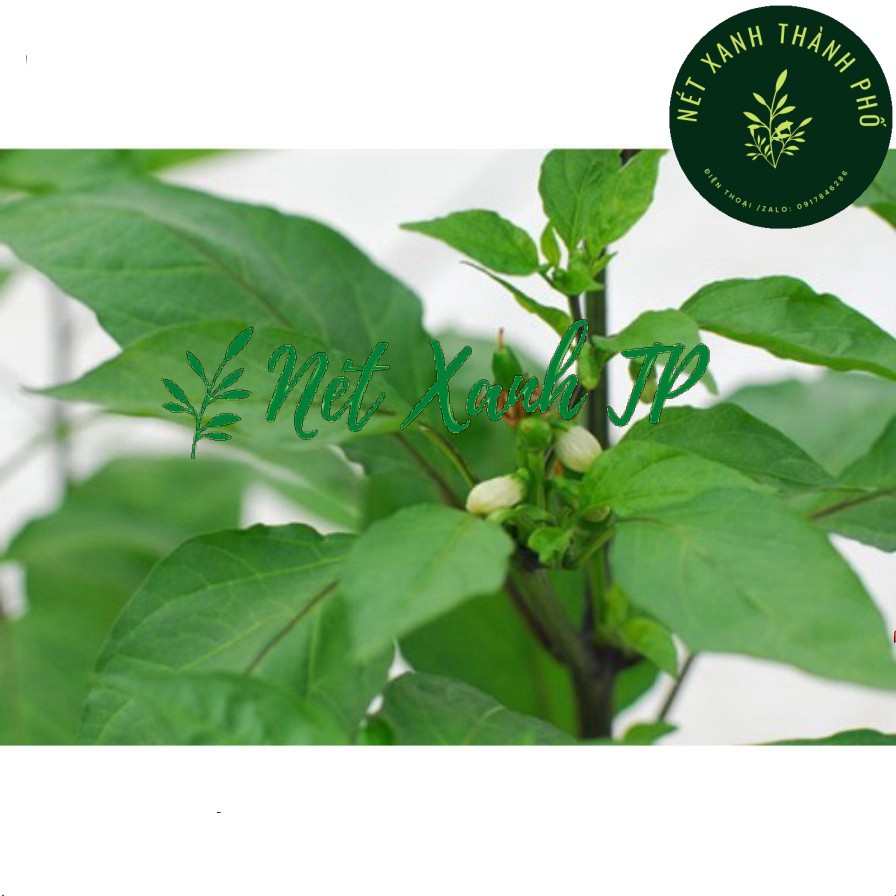 [GIAO HÀNG 2 GIỜ] Hạt giống Ớt Hiểm sai trái 0,2g
