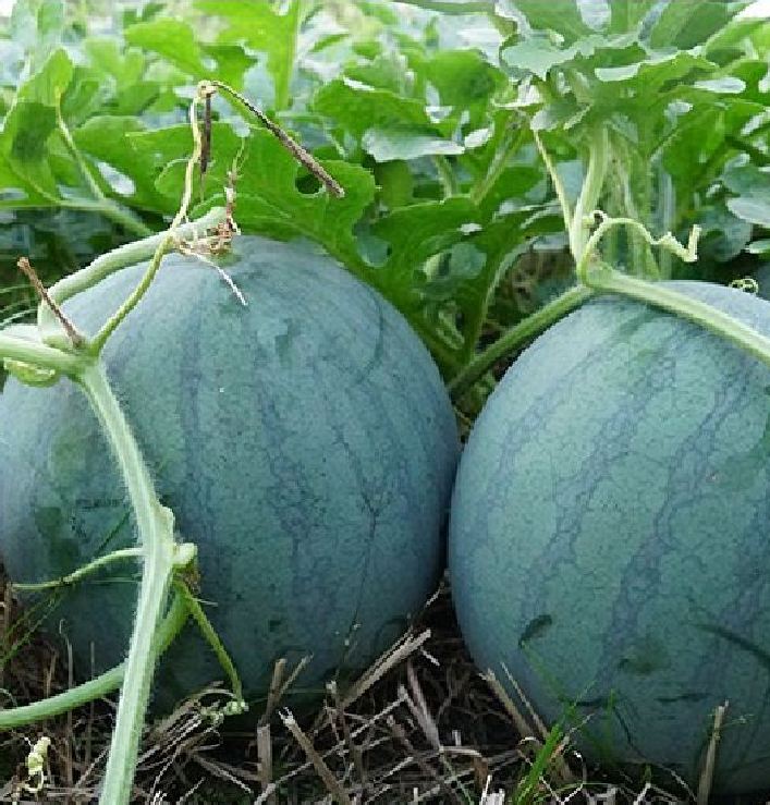 Hạt giống dưa hấu đỏ không hạt của Thái Lan ( 15 hạt )