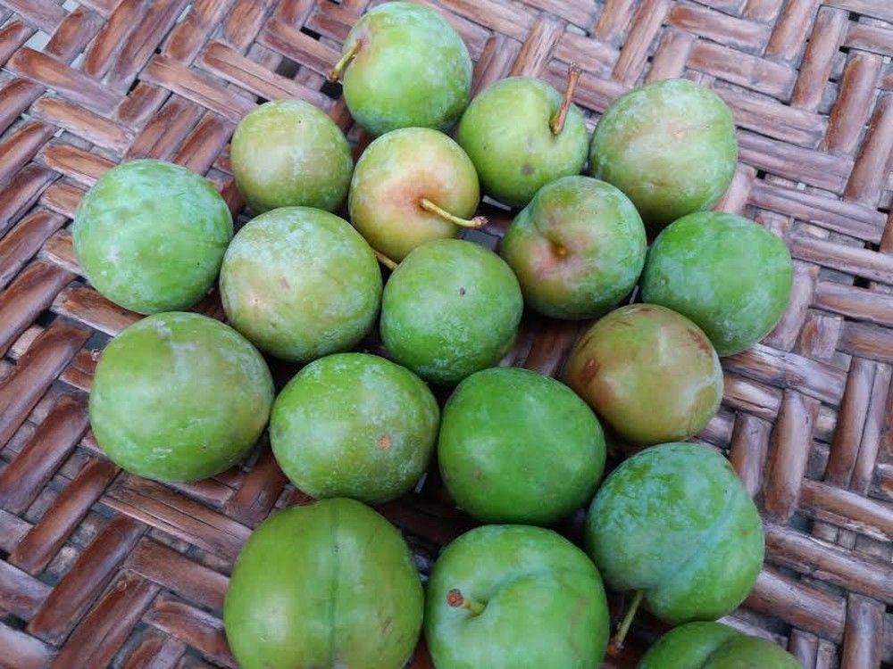 Mận Xanh Tây Bắc đầu mùa