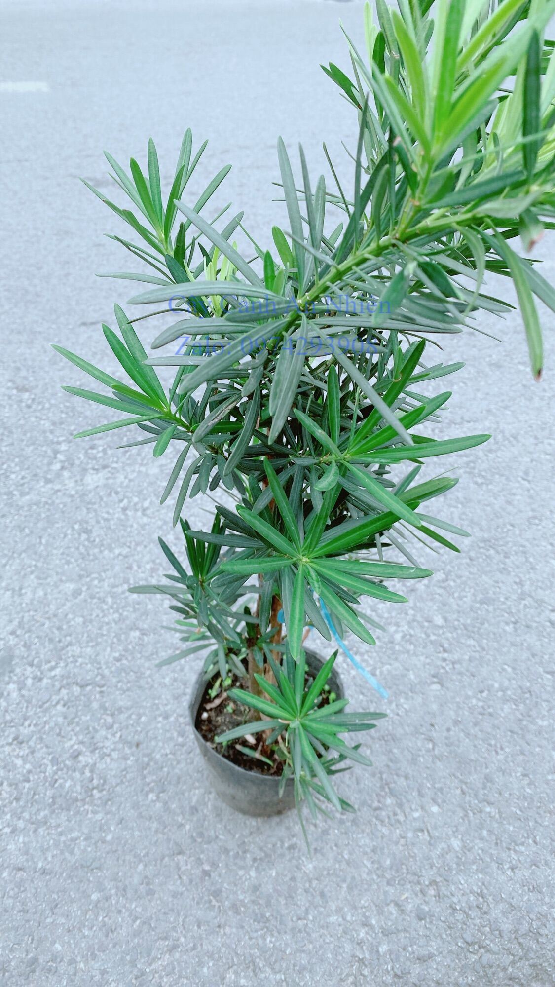 Cây Tùng Vạn Niên 50cm