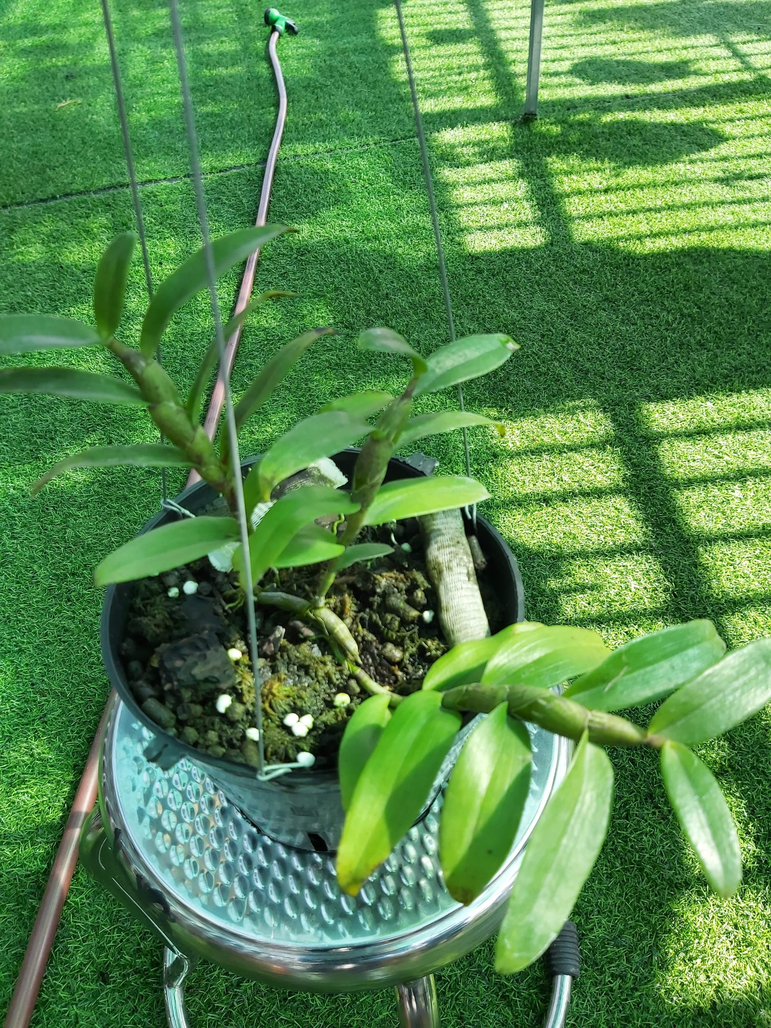 1 ki phi điệp, giả hạc