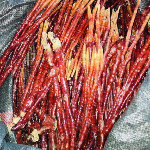 1kg nấm linh chi sừng hươu
