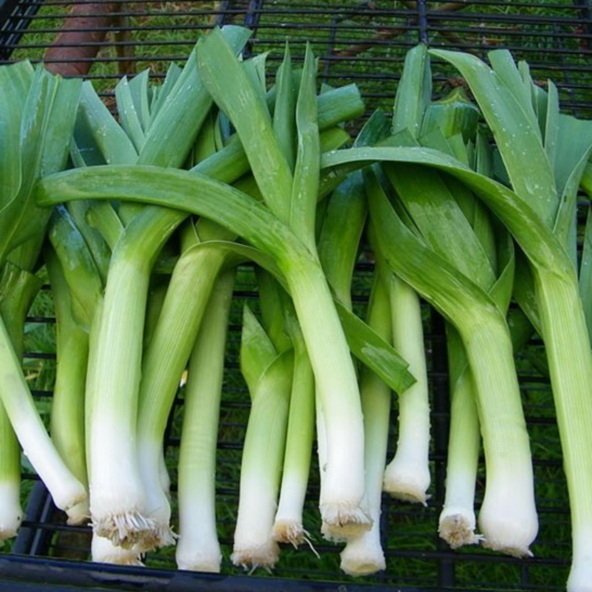 1g Hạt giống Tỏi tây