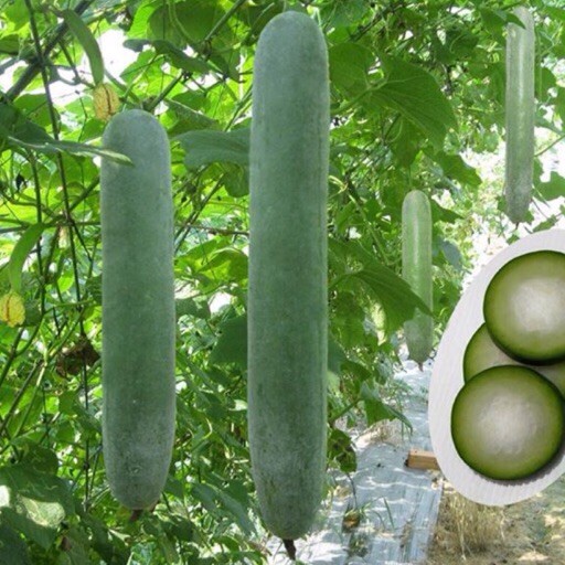 Hạt giống bí xanh dài ( bí sặt ) 1 gói 30 hạt