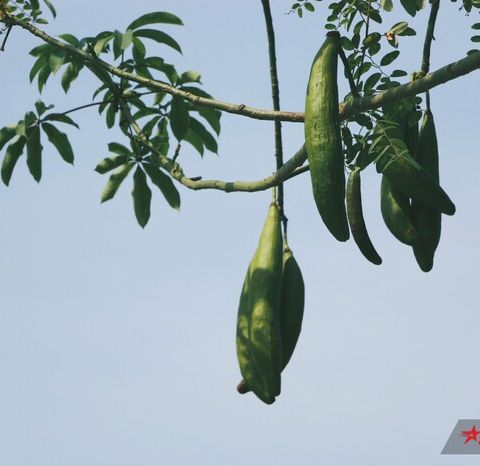"Gói 100Gram "Hạt giống cây bông gòn