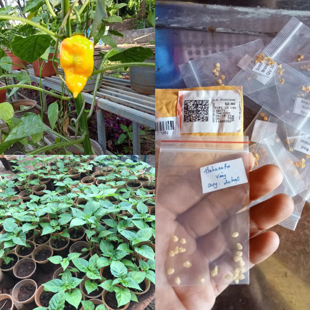 Hạt giống ớt habanero vàng đồng