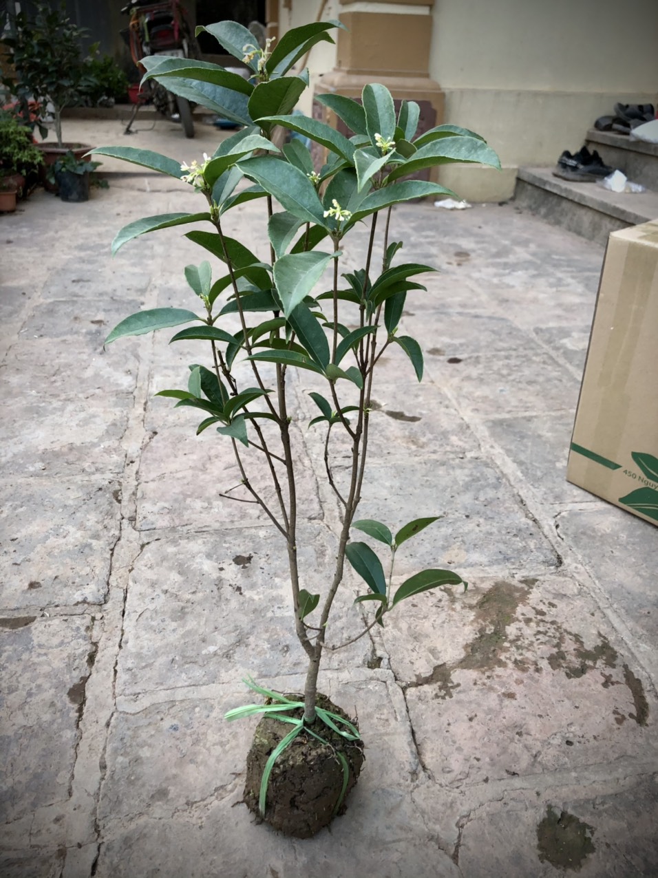 Cây mộc hương ta hoa thơm cao 10- 60cm