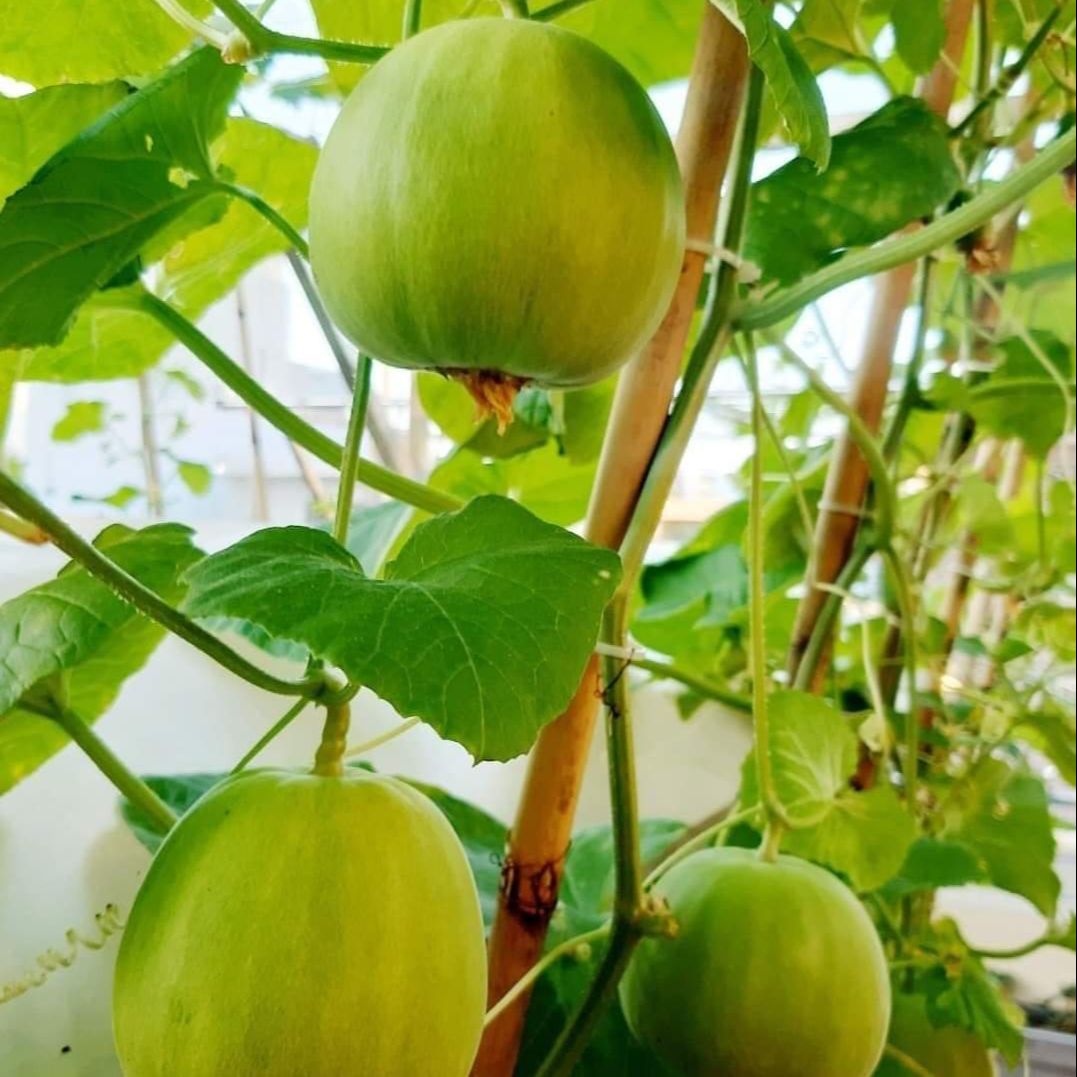 Hạt giống Dưa Lê Popoca (0,5g~35 hạt) trái siêu ngọt, thơm, chắc quả, trồng quanh năm- Hạt giống Rạng Đông