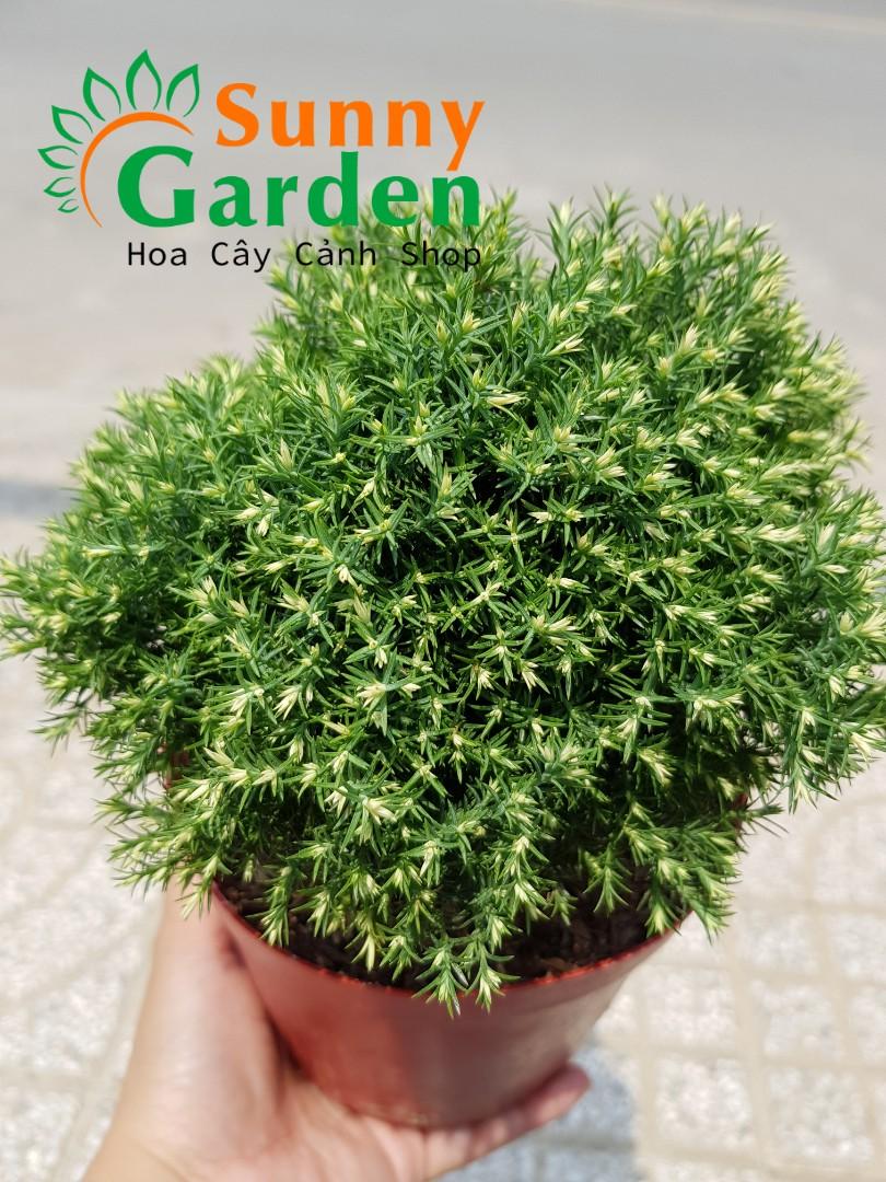 Cây Tùng Bồng Lai Mini - Chậu Cây Phong Thủy
