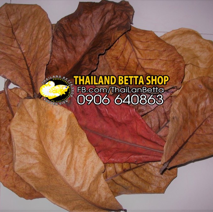[HCM]20 LÁ BÀNG KHÔ TỰ NHIÊN