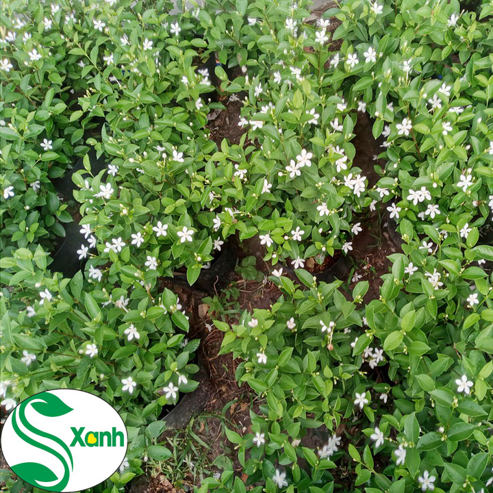 Cây Mai Vạn Phúc (Mai Tiểu Thư)