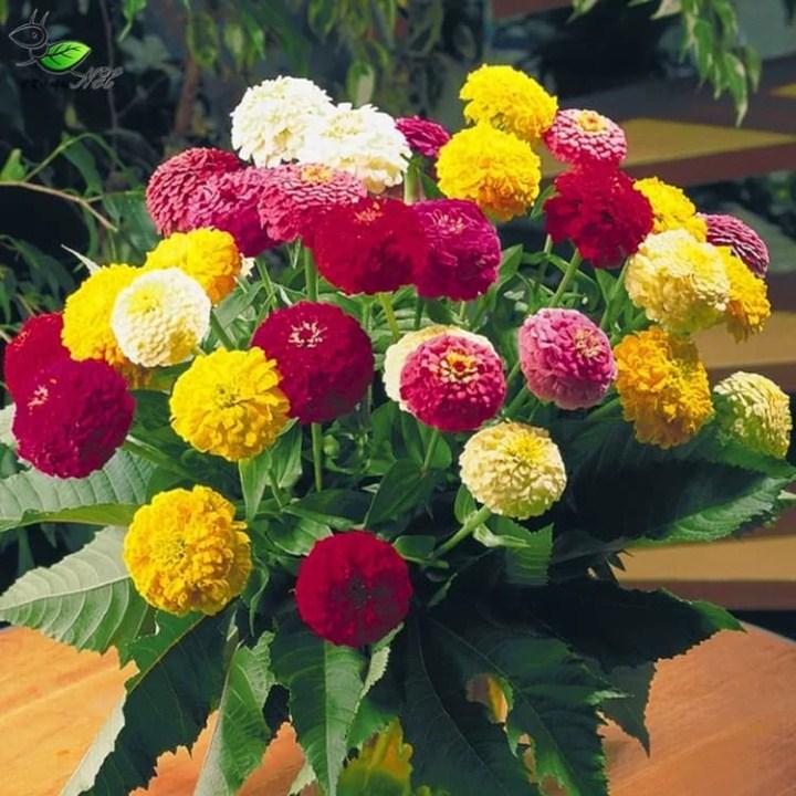 Gói 30 hạt giống cúc ngũ sắc