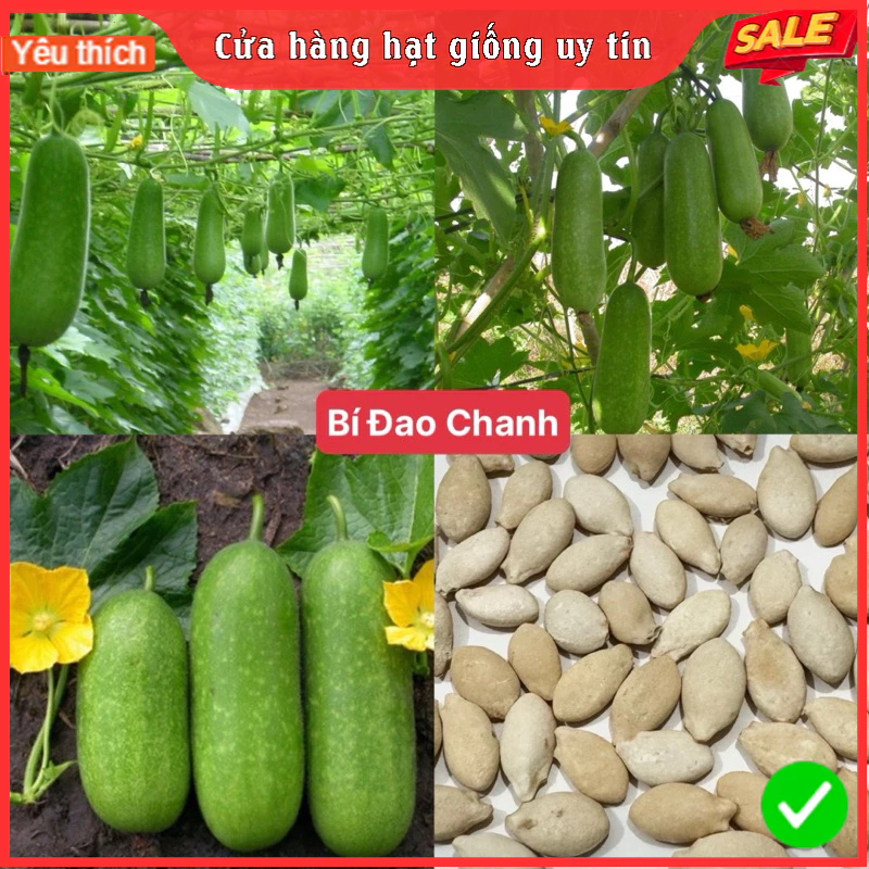 30 Hạt giống bí đao chanh siêu trái thái lan