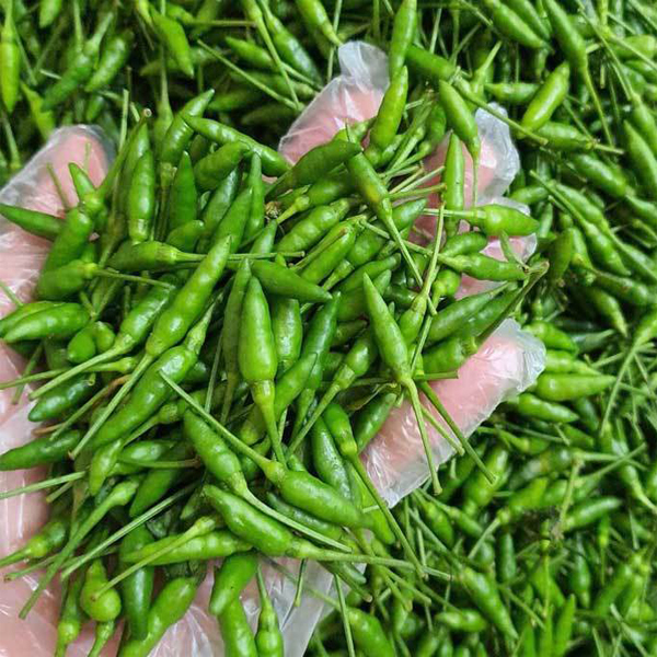 "Gói 30 Hạt " Hạt giống ớt thóc (ớt xiêm rừng)