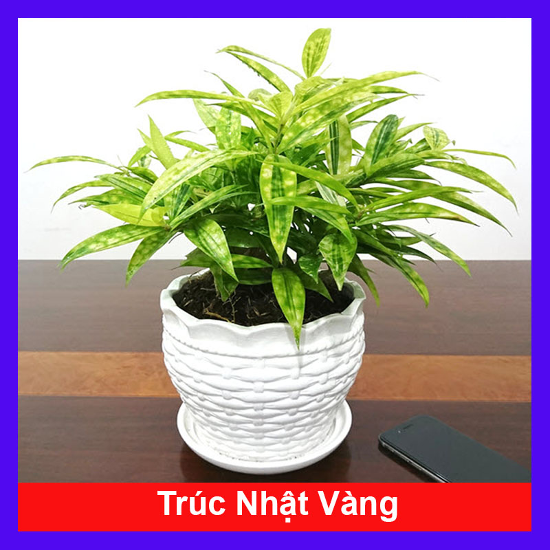 Cây trúc nhật vàng - Cây cảnh để bàn