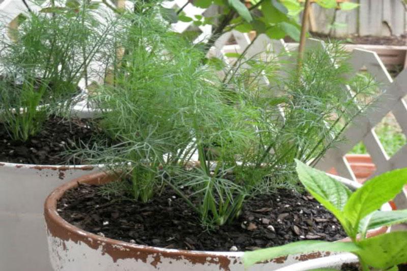 hạt giống thì là bốn mùa