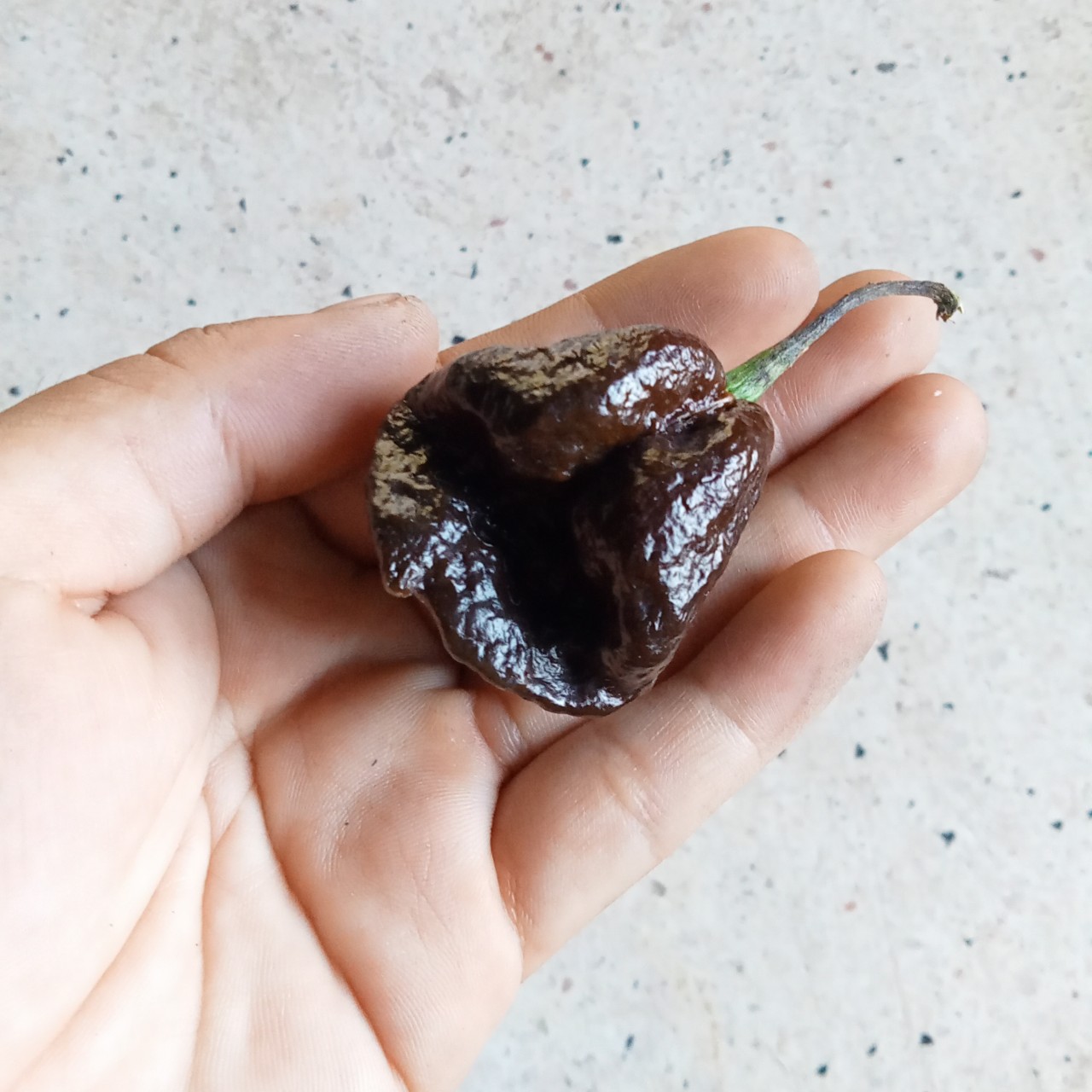 3 Hạt Ớt Big Mama Black