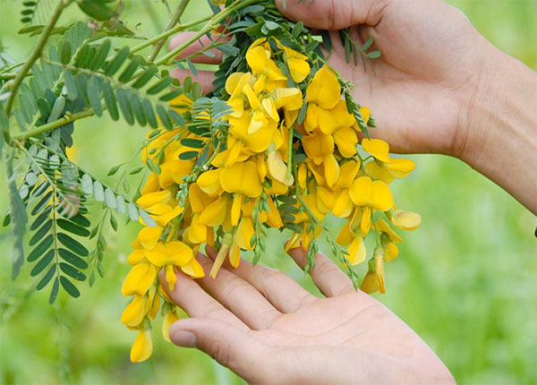 Hạt Giống Bông Điên Điển Miền Tây
