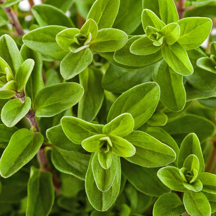 Ong Cha Va Marjoram Leaf 500g